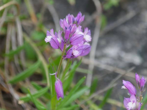 Kuifvleugeltjesbloem (Polygala comosa)